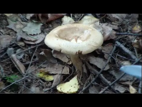 Poisonous mushroom thin pig: photo and description