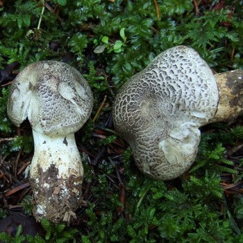 Poisonous mushrooms that look like gray rows