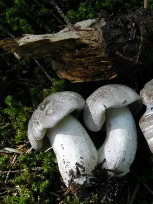 Poisonous mushrooms that look like gray rows