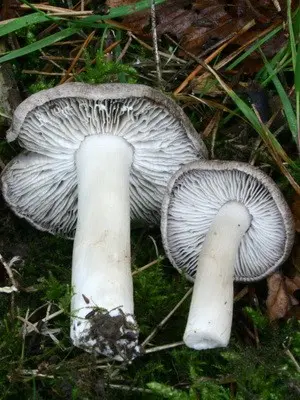 Poisonous mushrooms that look like gray rows