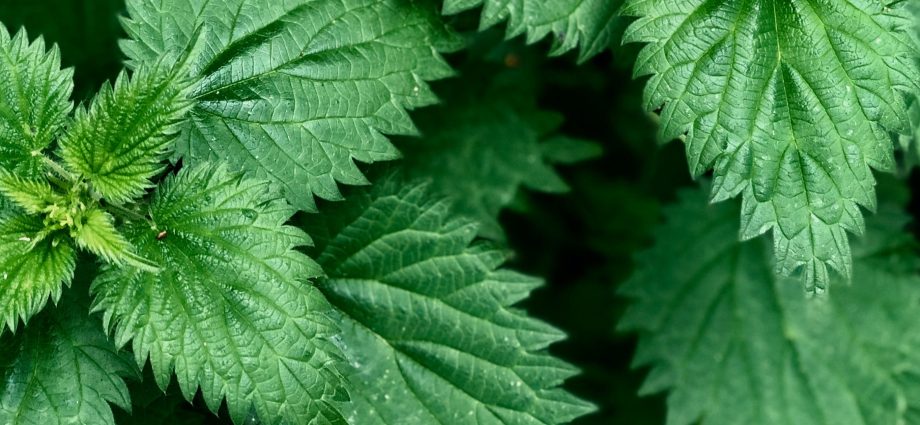 Poisonous plants in the meadows. Which to watch out for?