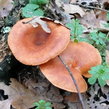 Poisonous rowing mushrooms - talkers