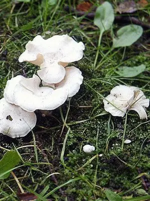 Poisonous rowing mushrooms - talkers