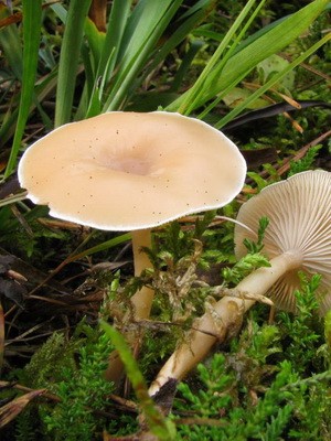 Poisonous rowing mushrooms - talkers