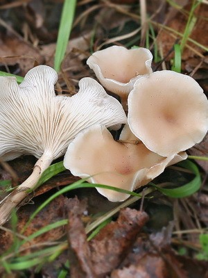 Poisonous rowing mushrooms - talkers