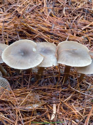 Poisonous rowing mushrooms - talkers