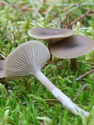 Poisonous rowing mushrooms - talkers