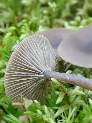 Poisonous rowing mushrooms - talkers