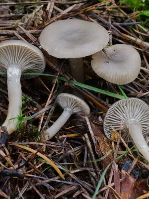 Poisonous rowing mushrooms - talkers