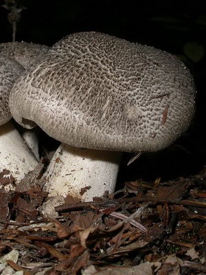 Poisonous rowing mushrooms - talkers