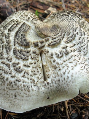 Poisonous rowing mushrooms - talkers