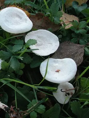 Poisonous rowing mushrooms - talkers