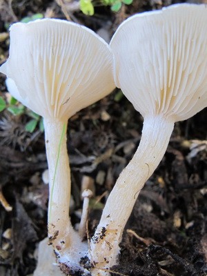 Poisonous rowing mushrooms - talkers