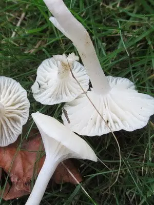 Poisonous rowing mushrooms - talkers