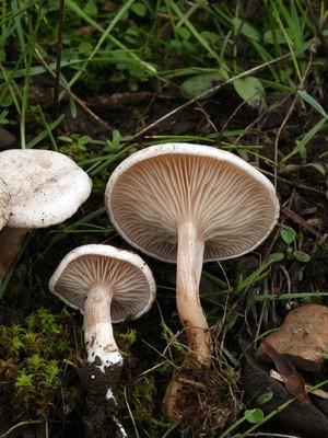 Poisonous rowing mushrooms - talkers