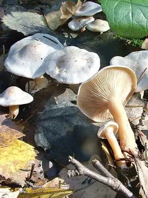 Poisonous rowing mushrooms - talkers