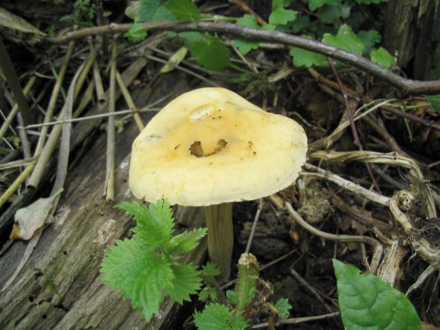 Polevik early (early agrocibe): where it grows and what it looks like