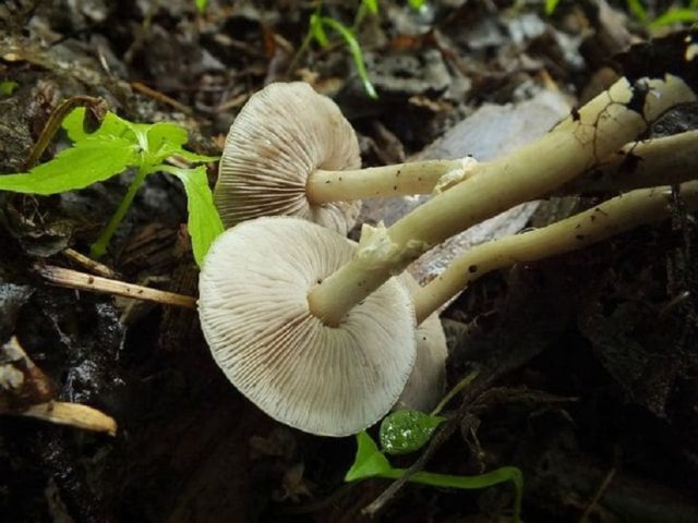 Polevik early (early agrocibe): where it grows and what it looks like