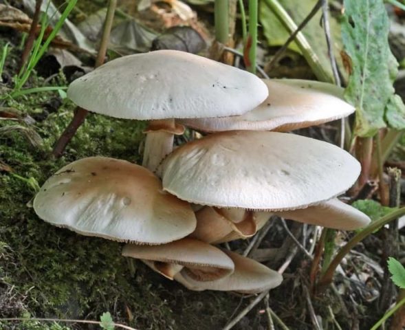 Polevik early (early agrocibe): where it grows and what it looks like