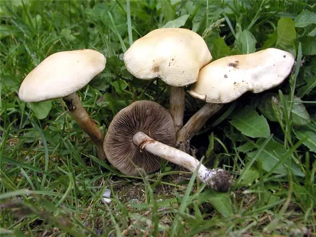 Polevik hard (solid agrocibe): photo and description of the fungus