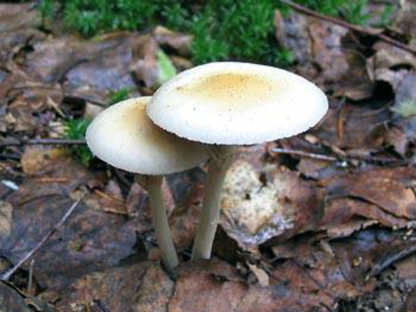 Polevik hard (solid agrocibe): photo and description of the fungus