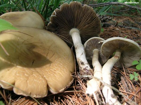 Polevik hard (solid agrocibe): photo and description of the fungus