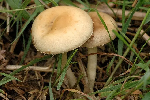 Polevik hard (solid agrocibe): photo and description of the fungus