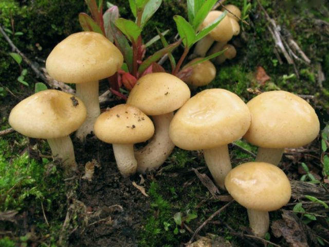 Polevik hard (solid agrocibe): photo and description of the fungus