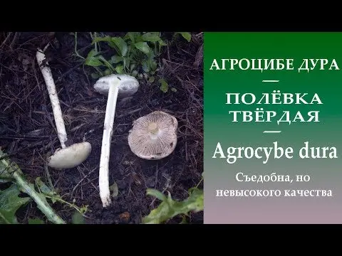 Polevik hard (solid agrocibe): photo and description of the fungus