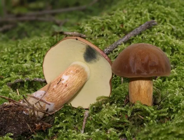 Polish boletus: photo and description