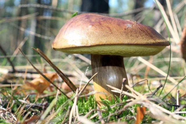 Polish boletus: photo and description