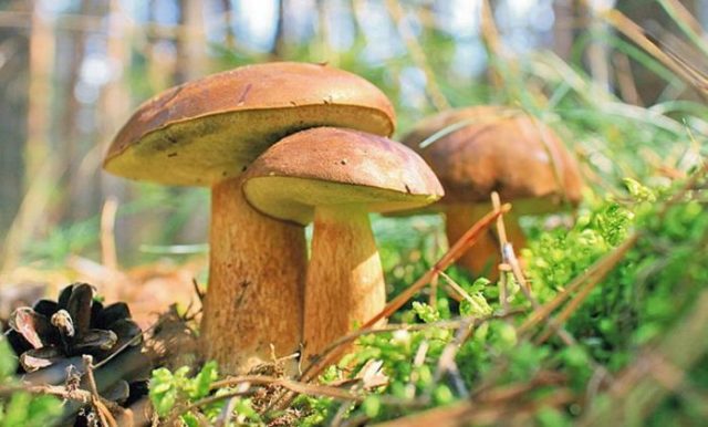 Polish boletus: photo and description