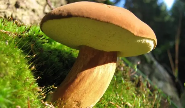 Polish boletus: photo and description