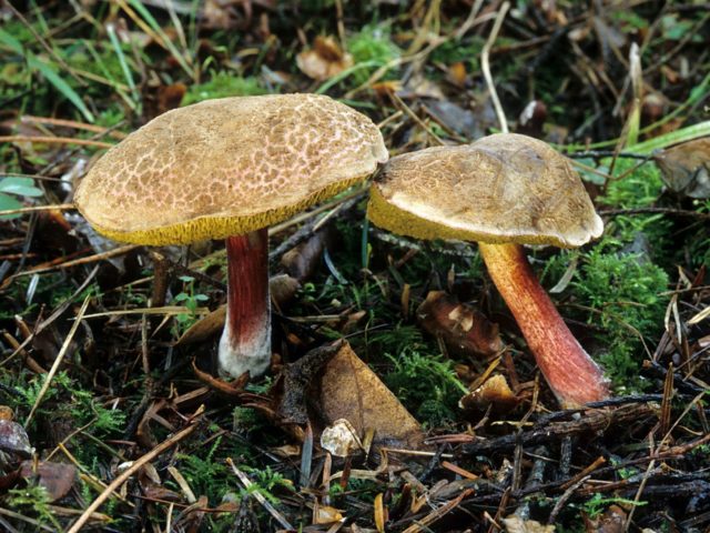 Polish boletus: photo and description