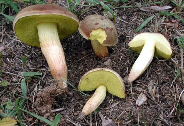 Polish boletus: photo and description