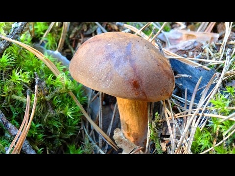 Polish boletus: photo and description