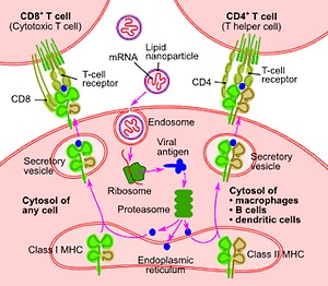 Polish research on the effectiveness of amantadine in the fight against COVID-19. How&#8217;s the work going?