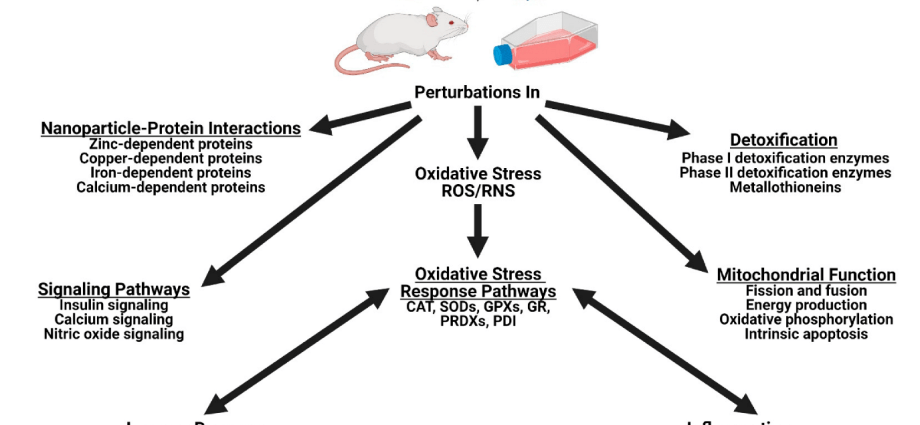 Polish researchers: frog enzymes can help, among others in the treatment of leukemias