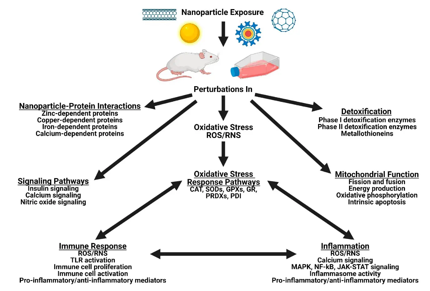 Polish researchers: frog enzymes can help, among others in the treatment of leukemias