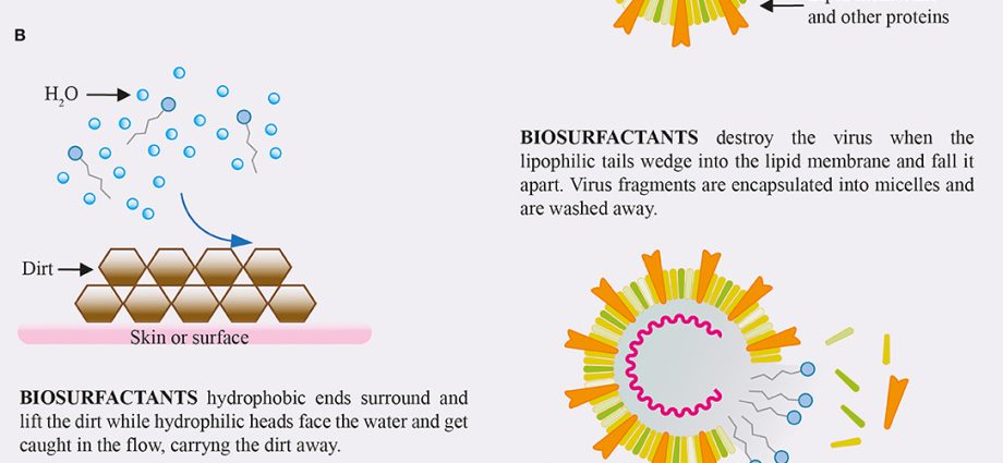 Polish scientists are developing a dietary supplement that inhibits the SARS-CoV-2 coronavirus