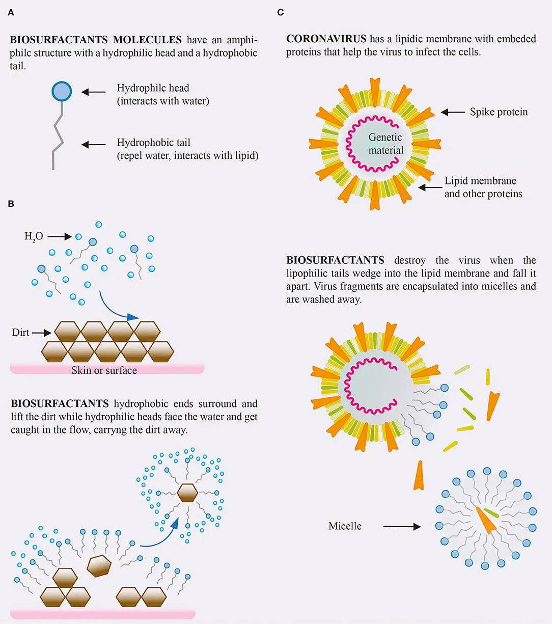 Polish scientists are developing a dietary supplement that inhibits the SARS-CoV-2 coronavirus