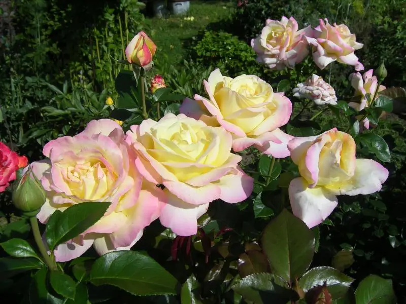 Polyanthus rose - an amazing Chinese tea hybrid