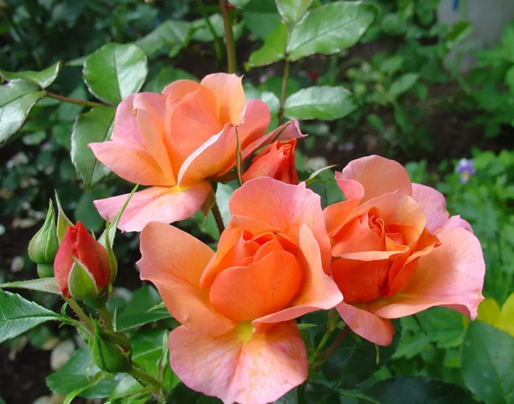 Polyanthus rose - an amazing Chinese tea hybrid