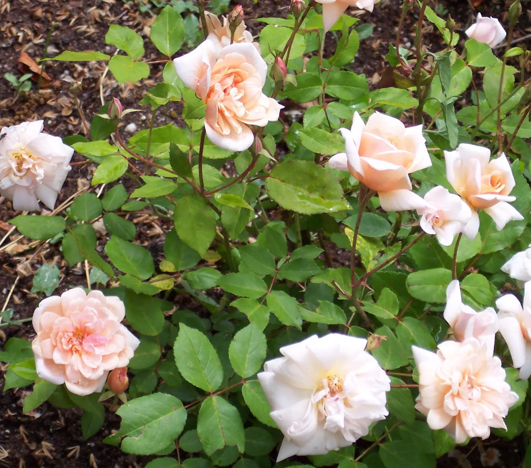 Polyanthus rose &#8211; an amazing Chinese tea hybrid