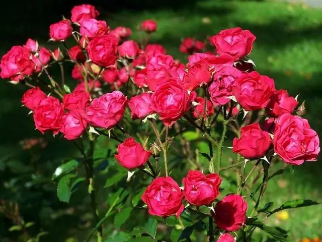 Polyanthus rose: growing from seeds at home