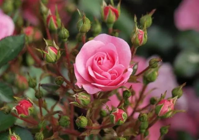 Polyanthus rose: growing from seeds at home