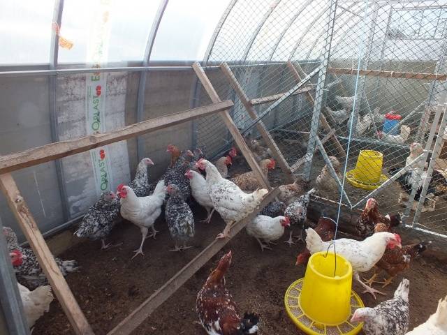 Polycarbonate greenhouse chicken coop