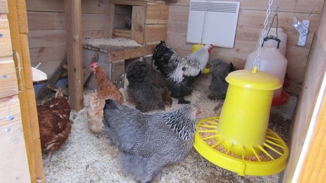 Polycarbonate greenhouse chicken coop