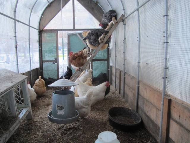 Polycarbonate greenhouse chicken coop