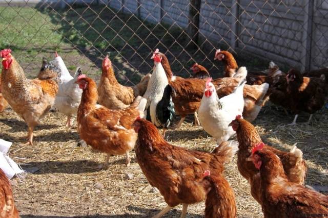 Polycarbonate greenhouse chicken coop